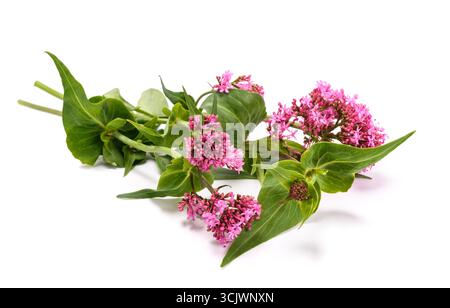 Fleurs de valériane rouge isolé sur fond blanc Banque D'Images