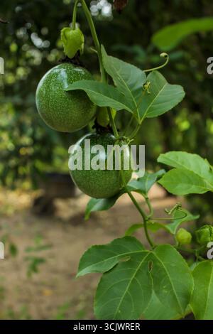 Fruits de la passion accrochés à la plante, brillants et verts Banque D'Images