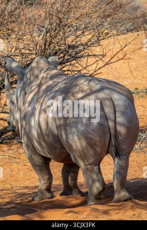 Photo rapprochée d'un rhinocéros blanc, de crosses de rhinocéros, d'un safari animalier et d'une chasse au gibier en Namibie, en Afrique Banque D'Images