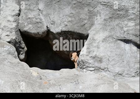 La chèvre de montagne est dans les rochers regardant dehors. Banque D'Images