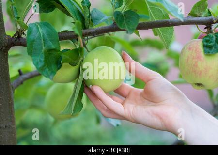 Gros plan d'une main de fille ramassant une pomme d'un arbre dans un verger Banque D'Images