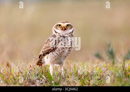 Hibou des terriers (Athene cunicularia), appelé choho, petite espèce terrestre à longues pattes originaire des paysages ouverts. Parc d'État de Vila Velha, para Banque D'Images