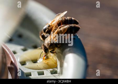 Abeille sur un bol à boire avec de l'eau douce dans un rucher, gros plan, macro. Alimentation des abeilles en l'absence de collecte de miel. Abeilles gros plan sur un bocal Banque D'Images