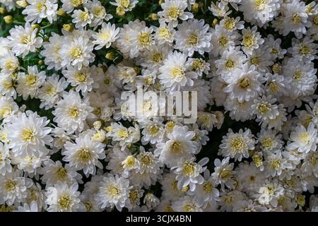 Un bouquet de chrysanthèmes, gros plan, vue de dessus. Fond de fleurs blanches de chrysanthème Banque D'Images
