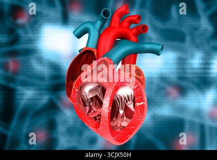 Anatomie en coupe transversale du coeur humain sur fond médical. illustration 3d. Banque D'Images