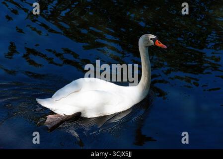 Un élégant cygne blanc muet (Cygnus olor) glisse gracieusement sur les eaux bleu profond et ondulantes du canal Landwehr à Planufer, dans le Kreuzberg d Banque D'Images