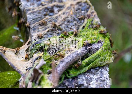Une macro photographie fascinante et détaillée capture un groupe d'abeilles mellifera (Apis mellifera) buvant et recueillant des minéraux essentiels à partir d'une couche de Banque D'Images