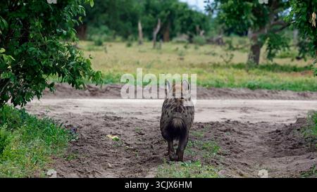 Hyène repérée dans le delta de l'Okavango Banque D'Images