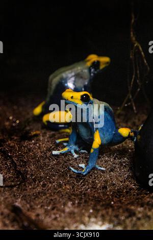 Paire d'amphibiens exotiques avec des marques vives. Dendrobates tinctorius Aellow et grenouille bleue Banque D'Images