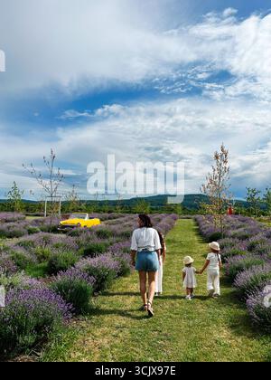 Une famille se promène ensemble dans un champ de lavande pittoresque sous un ciel lumineux Banque D'Images