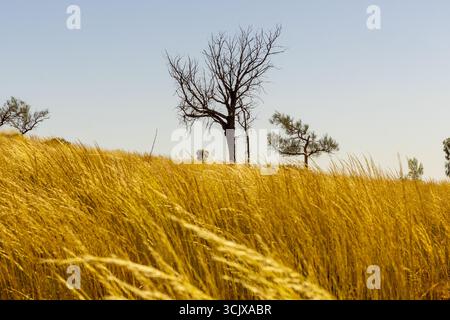 Vue d'herbes dorées onduler dans la brise sous la silhouette dure des arbres contre un ciel clair, Uluru, territoire du Nord, Australie. Banque D'Images