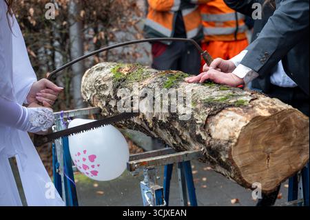 Mariée et mariée pendant le sciage traditionnel d'un tronc d'arbre après le mariage du bureau d'enregistrement Banque D'Images