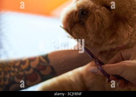 Femme jeune adulte caucasienne avec bras tatoué taillant la fourrure moelleuse du chien à l'aide de ciseaux de toilettage, gros plan montrant le mouvement prudent de la main et le visage de l'animal pendant la séance de toilettage Banque D'Images