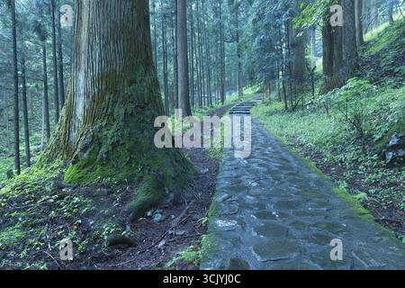 Sentier en pierre dans la forêt de cèdres pittoresque à Nikko, Japon Banque D'Images