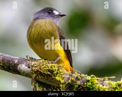 Attrape-mouches orné, Myiotriccus ornatus, dans le parc national de Podocarpus, Zamora, Équateur Banque D'Images