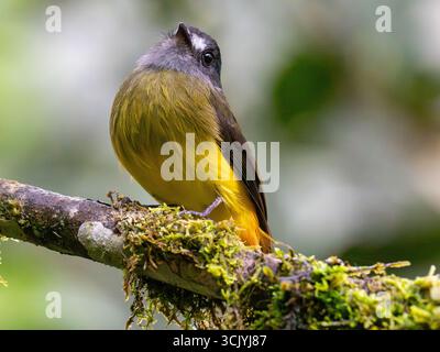 Attrape-mouches orné, Myiotriccus ornatus, dans le parc national de Podocarpus, Zamora, Équateur Banque D'Images
