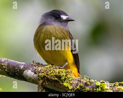 Attrape-mouches orné, Myiotriccus ornatus, dans le parc national de Podocarpus, Zamora, Équateur Banque D'Images