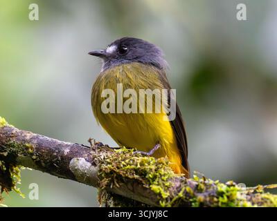 Attrape-mouches orné, Myiotriccus ornatus, dans le parc national de Podocarpus, Zamora, Équateur Banque D'Images