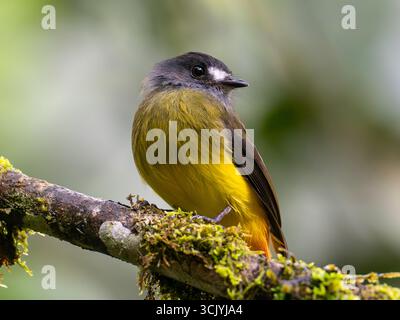 Attrape-mouches orné, Myiotriccus ornatus, dans le parc national de Podocarpus, Zamora, Équateur Banque D'Images