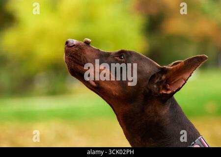 Un chien Doberman équilibre habilement une petite friandise sur son nez dans un cadre extérieur. L'arrière-plan présente un environnement naturel vert vibrant, enhanc Banque D'Images