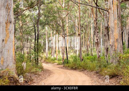 Boranup Drive, une route de gravier de terre à travers la forêt de karri près de Boranup, région de Margaret River, comté d'Augusta dans la région SW de l'Australie occidentale WA Banque D'Images