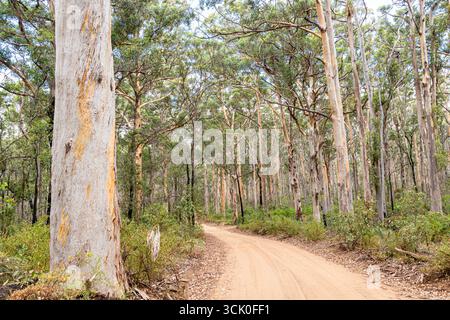Boranup Drive, une route de gravier de terre à travers la forêt de karri près de Boranup, région de Margaret River, comté d'Augusta dans la région SW de l'Australie occidentale WA Banque D'Images