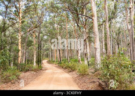 Boranup Drive, une route de gravier de terre à travers la forêt de karri près de Boranup, région de Margaret River, comté d'Augusta dans la région SW de l'Australie occidentale WA Banque D'Images