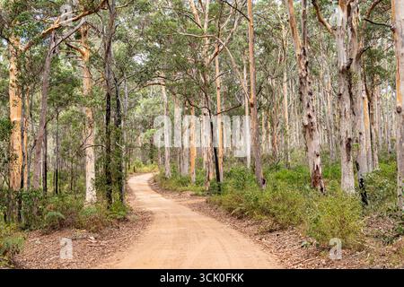 Boranup Drive, une route de gravier de terre à travers la forêt de karri près de Boranup, région de Margaret River, comté d'Augusta dans la région SW de l'Australie occidentale WA Banque D'Images