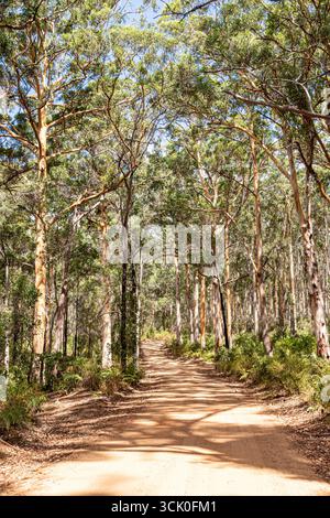 Boranup Drive, une route de gravier de terre à travers la forêt de karri près de Boranup, région de Margaret River, comté d'Augusta dans la région SW de l'Australie occidentale WA Banque D'Images