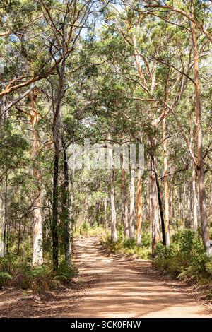 Boranup Drive, une route de gravier de terre à travers la forêt de karri près de Boranup, région de Margaret River, comté d'Augusta dans la région SW de l'Australie occidentale WA Banque D'Images