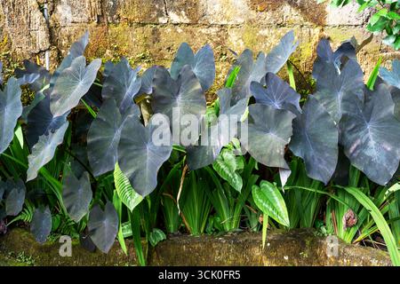 Belle Colocasia esculenta Black Magic Taro Banque D'Images