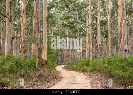 Boranup Drive, une route de gravier de terre à travers la forêt de karri près de Boranup, région de Margaret River, comté d'Augusta dans la région SW de l'Australie occidentale WA Banque D'Images