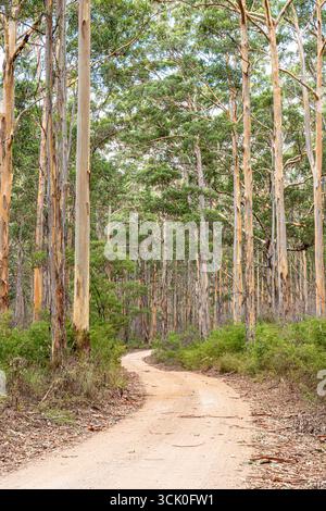 Boranup Drive, une route de gravier de terre à travers la forêt de karri près de Boranup, région de Margaret River, comté d'Augusta dans la région SW de l'Australie occidentale WA Banque D'Images
