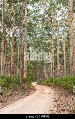 Boranup Drive, une route de gravier de terre à travers la forêt de karri près de Boranup, région de Margaret River, comté d'Augusta dans la région SW de l'Australie occidentale WA Banque D'Images