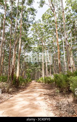 Boranup Drive, une route de gravier de terre à travers la forêt de karri près de Boranup, région de Margaret River, comté d'Augusta dans la région SW de l'Australie occidentale WA Banque D'Images