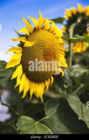 Comment les tournesols sont une expression vibrante de la saison estivale. Tourné sur une journée ensoleillée qui montre la beauté de la nature. Parfait pour un papier peint Banque D'Images