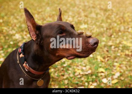 Un chien Doberman concentré avec des friandises équilibrées sur son nez sur un fond d'automne vibrant. Mettant en valeur l'intelligence, la patience et le charme, cette image Banque D'Images