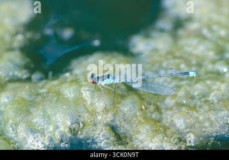 Damoiselle aux yeux rouges (Erythromma najas) sur la floraison d'algues dans un lac Banque D'Images