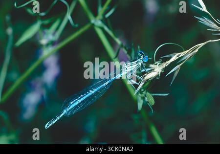 À pattes blanches (Platycnemis pennipes) demoiselle Banque D'Images