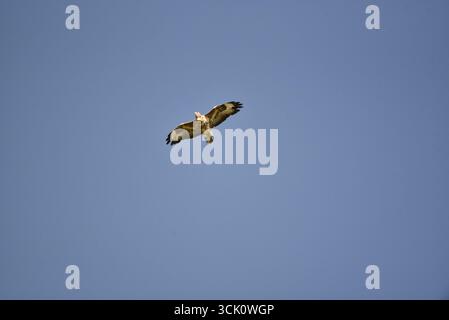 Common Buzzard (Buteo buteo) appelant comme volant vers Camera, Beak Open et Wings Spread, pris au centre du pays de Galles, Royaume-Uni en septembre Banque D'Images