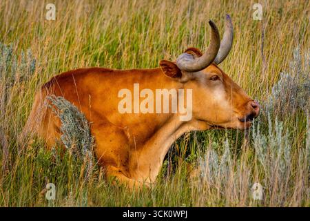 Un gros plan détaillé capture la tête frappante d'une vache Longhorn dans un pré ensoleillé Banque D'Images