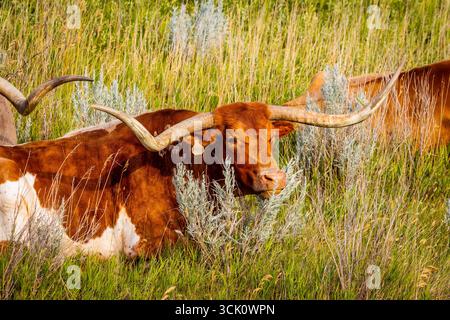 Un gros plan détaillé capture la tête frappante d'une vache Longhorn dans un pré ensoleillé Banque D'Images