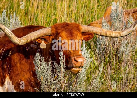 Un gros plan détaillé capture la tête frappante d'une vache Longhorn dans un pré ensoleillé Banque D'Images
