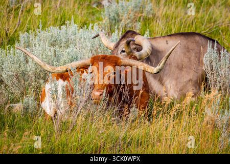 Un gros plan détaillé capture la tête frappante d'une vache Longhorn dans un pré ensoleillé Banque D'Images