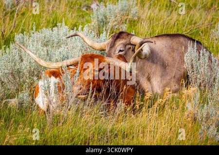 Un gros plan détaillé capture la tête frappante d'une vache Longhorn dans un pré ensoleillé Banque D'Images