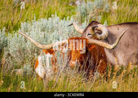 Un gros plan détaillé capture la tête frappante d'une vache Longhorn dans un pré ensoleillé Banque D'Images