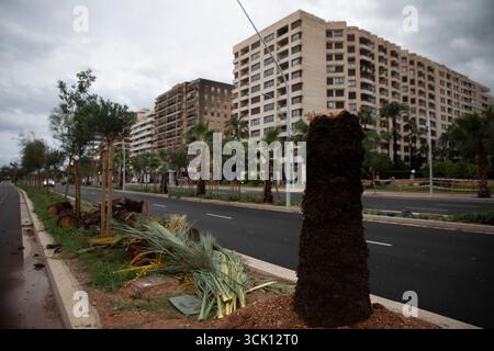 Palma, Espagne. 09th Sep, 2025. Arbres tombés sur la promenade de la plage à Palma. Crédit : Clara Margais/dpa/Alamy Live News Banque D'Images