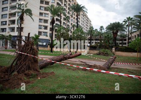 Palma, Espagne. 09th Sep, 2025. Des arbres tombés se trouvent sur la promenade de la plage à Palma. Crédit : Clara Margais/dpa/Alamy Live News Banque D'Images
