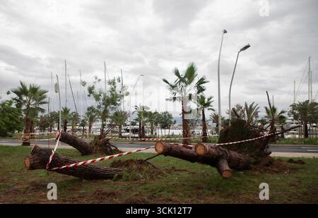 Palma, Espagne. 09th Sep, 2025. Des arbres tombés se trouvent sur la promenade de la plage à Palma. Crédit : Clara Margais/dpa/Alamy Live News Banque D'Images