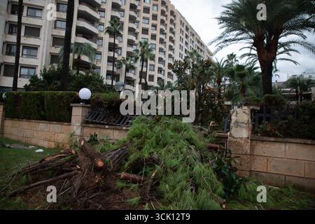 Palma, Espagne. 09th Sep, 2025. Des arbres tombés se trouvent sur la promenade de la plage à Palma. Crédit : Clara Margais/dpa/Alamy Live News Banque D'Images